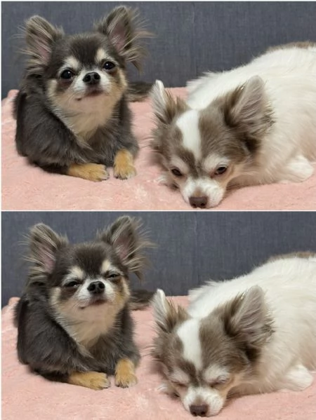 meravigliosi Chihuahua per adozione | Foto 0