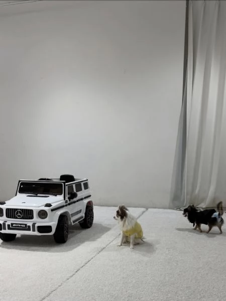 meravigliosi Chihuahua per adozione | Foto 2