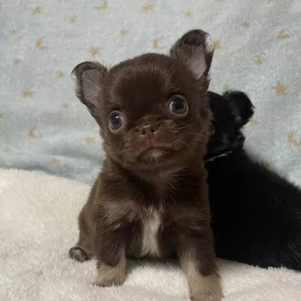 meravigliosi Chihuahua per adozione | Foto 2