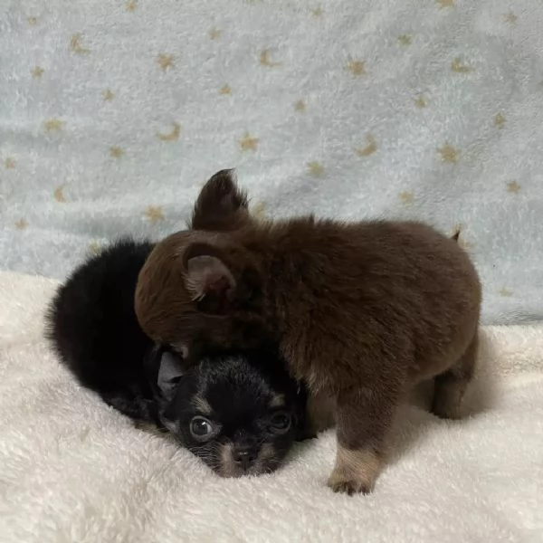 meravigliosi Chihuahua per adozione | Foto 1