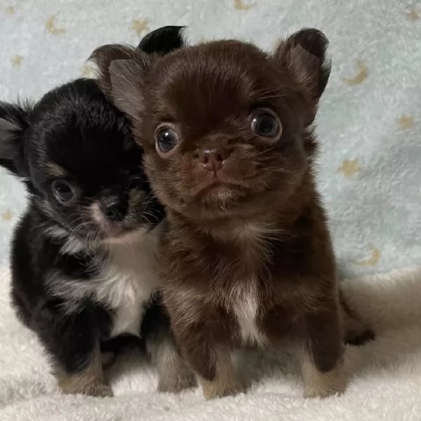 meravigliosi Chihuahua per adozione | Foto 0