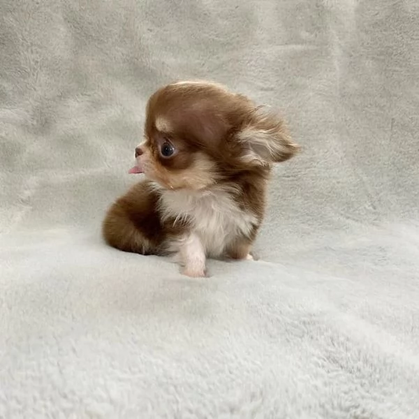 meravigliosi Chihuahua per adozione | Foto 3