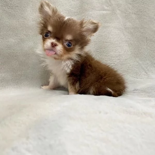 meravigliosi Chihuahua per adozione | Foto 2