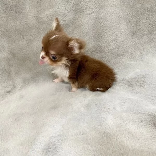 meravigliosi Chihuahua per adozione | Foto 0