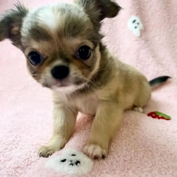 meravigliosi Chihuahua per adozione | Foto 3