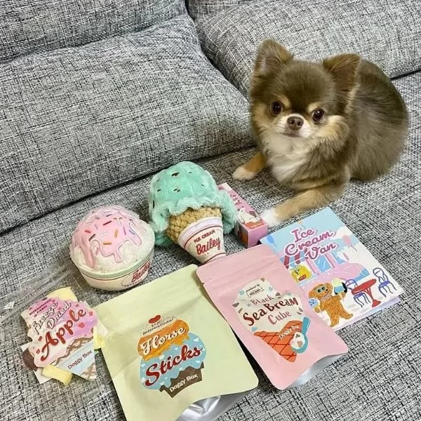 meravigliosi Chihuahua per adozione