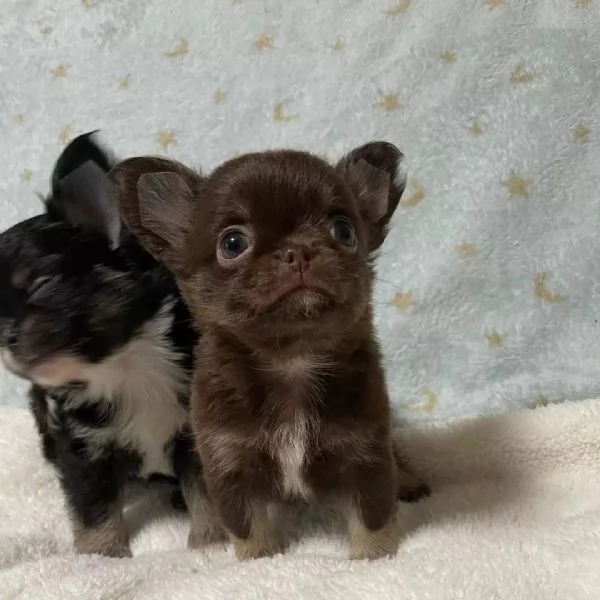 meravigliosi Chihuahua per adozione | Foto 2