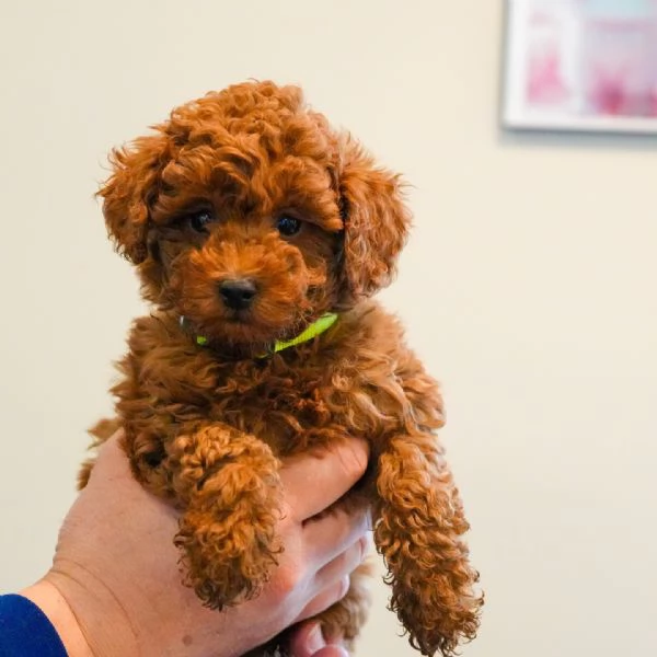 meravigliosi Barboncino per adozione | Foto 0