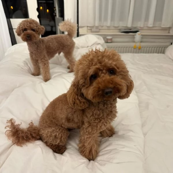 meravigliosi Barboncino per adozione | Foto 4