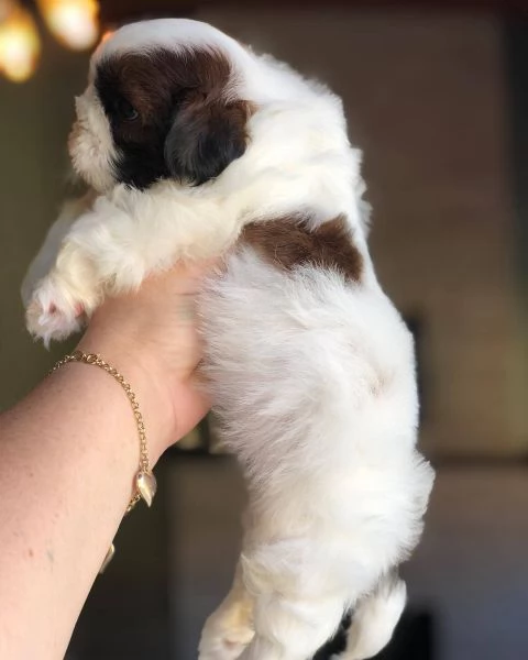 meravigliosi Shitzu per adozione