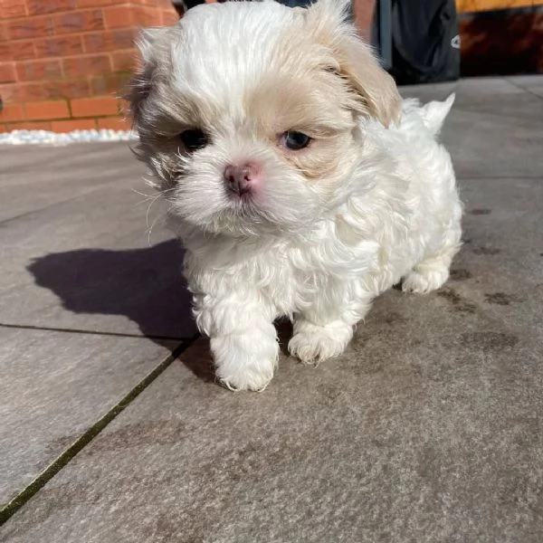 meravigliosi Shitzu per adozione | Foto 3