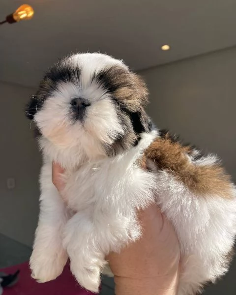 meravigliosi Shitzu per adozione | Foto 1