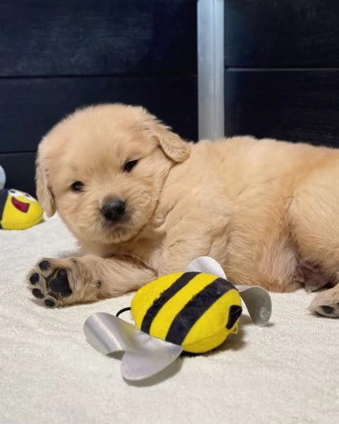 meravigliosi Golden Retriever per adozione