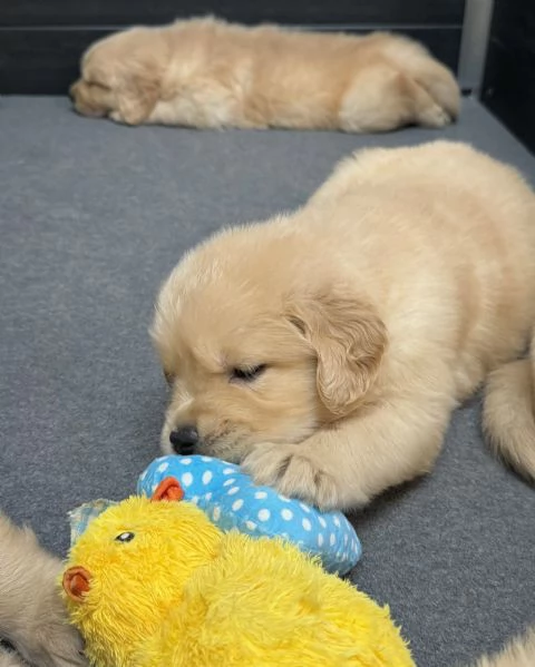 meravigliosi Golden Retriever per adozione | Foto 0