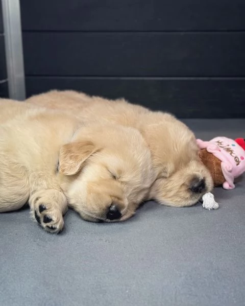 meravigliosi Golden Retriever per adozione