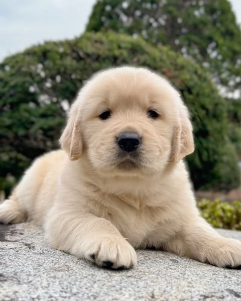 meravigliosi Golden Retriever per adozione | Foto 2