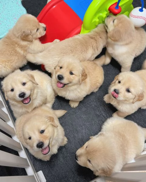 meravigliosi Golden Retriever per adozione | Foto 3