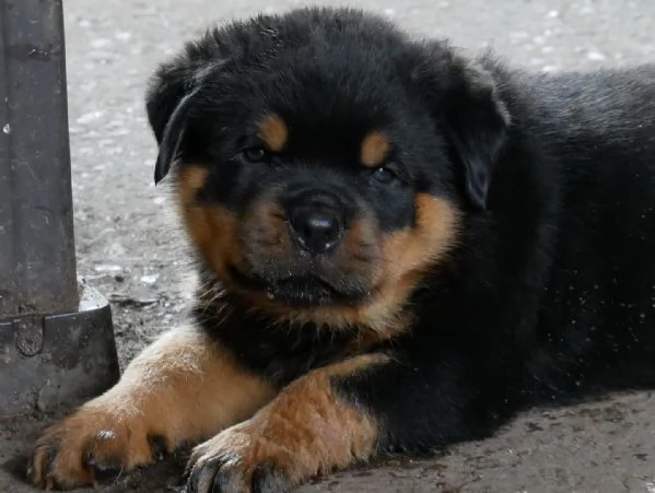 meravigliosi rottweiler per adozione | Foto 3