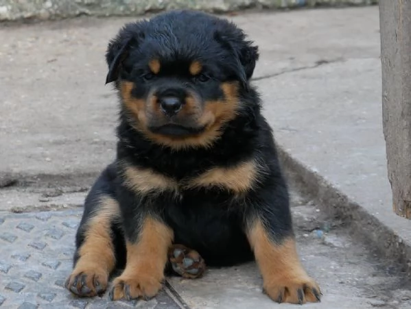 meravigliosi rottweiler per adozione | Foto 2