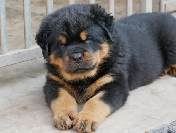 meravigliosi rottweiler per adozione | Foto 1