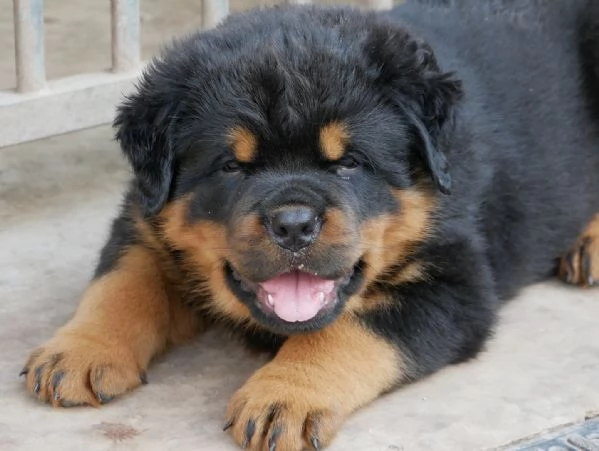 meravigliosi rottweiler per adozione