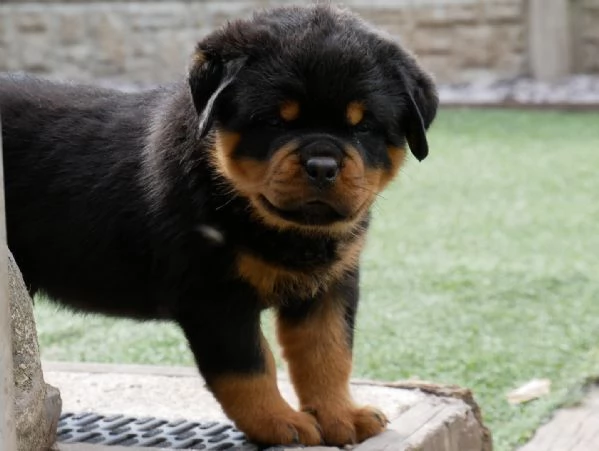 meravigliosi rottweiler per adozione | Foto 2