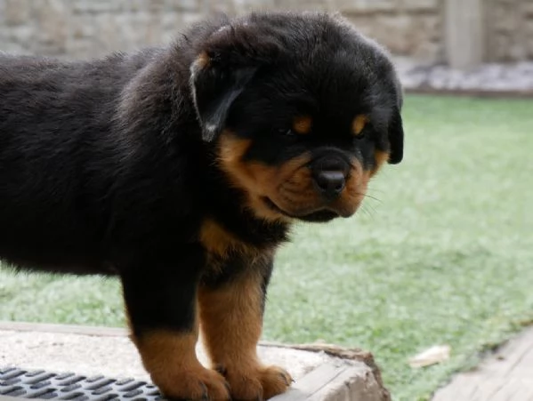 meravigliosi rottweiler per adozione | Foto 1