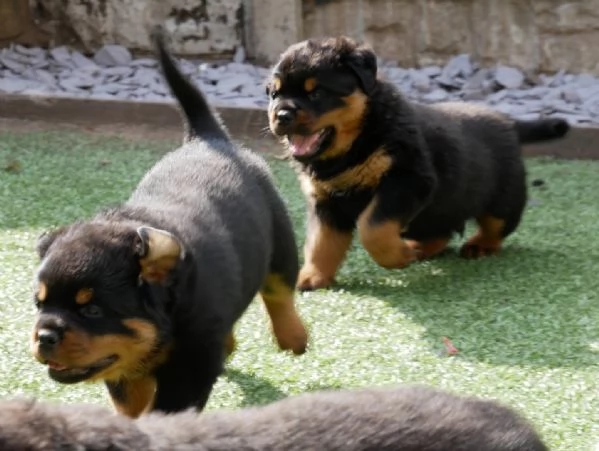 meravigliosi rottweiler per adozione | Foto 1