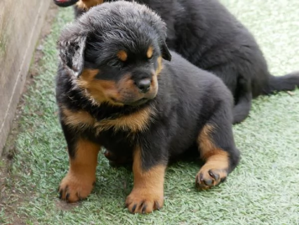 meravigliosi rottweiler per adozione