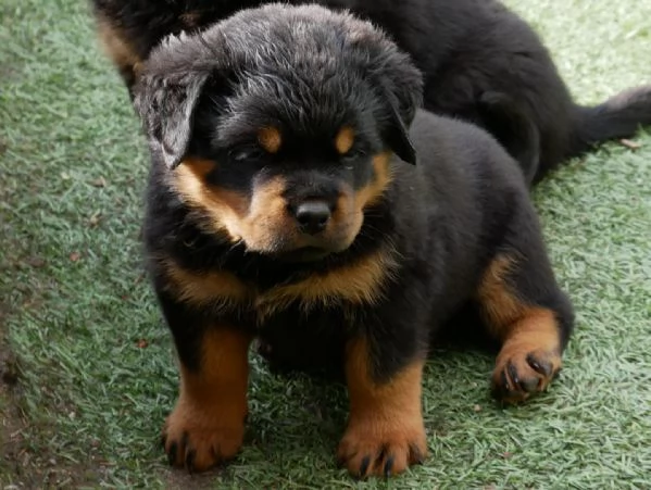 meravigliosi rottweiler per adozione | Foto 0