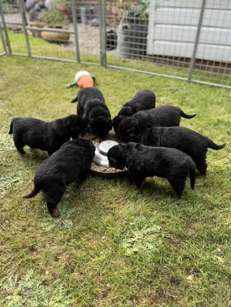 meravigliosi rottweiler per adozione | Foto 5