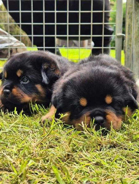 meravigliosi rottweiler per adozione | Foto 4