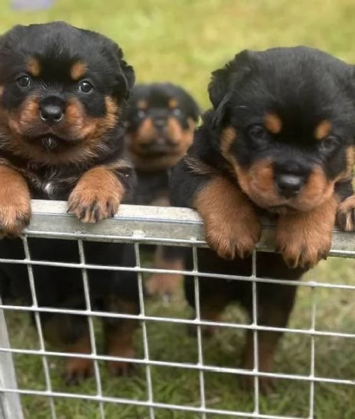 meravigliosi rottweiler per adozione | Foto 3