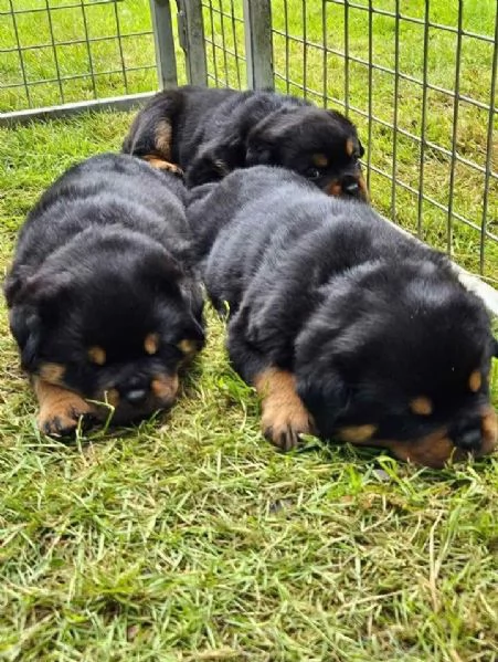 meravigliosi rottweiler per adozione | Foto 2