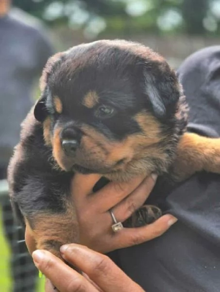 meravigliosi rottweiler per adozione