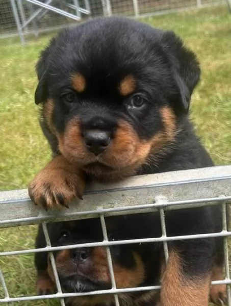 meravigliosi rottweiler per adozione | Foto 0
