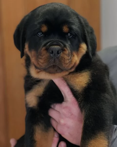 meravigliosi rottweiler per adozione