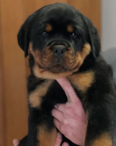 meravigliosi rottweiler per adozione | Foto 0