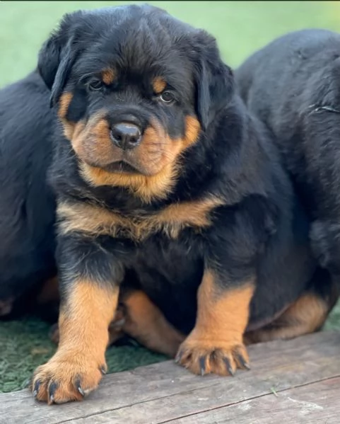 meravigliosi rottweiler per adozione | Foto 5