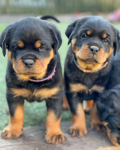 meravigliosi rottweiler per adozione