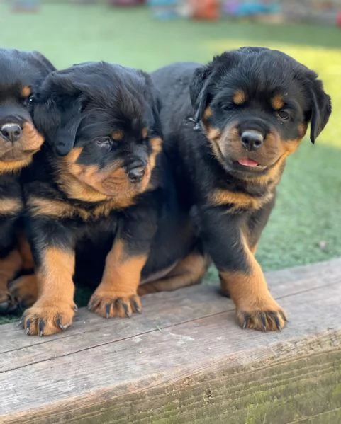 meravigliosi rottweiler per adozione | Foto 3