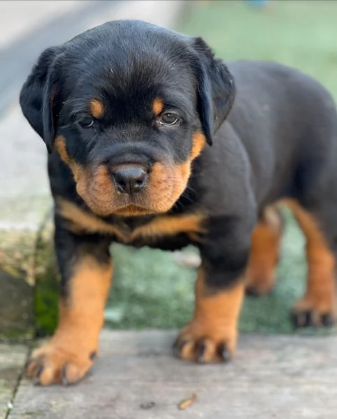 meravigliosi rottweiler per adozione | Foto 2