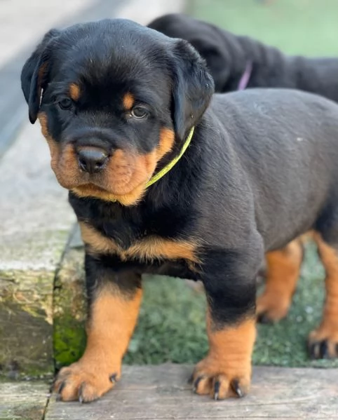 meravigliosi rottweiler per adozione | Foto 1