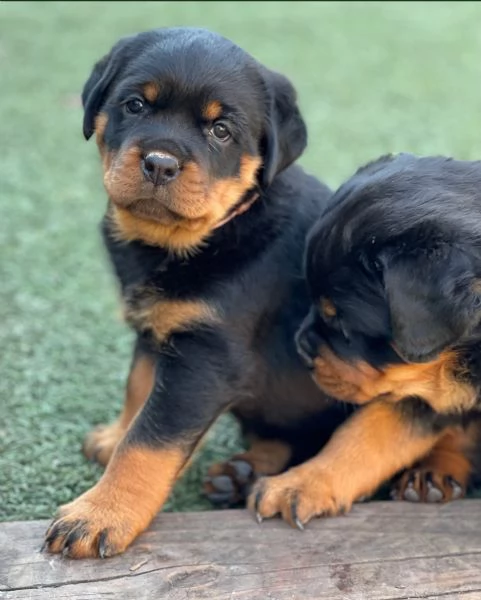 meravigliosi rottweiler per adozione | Foto 0