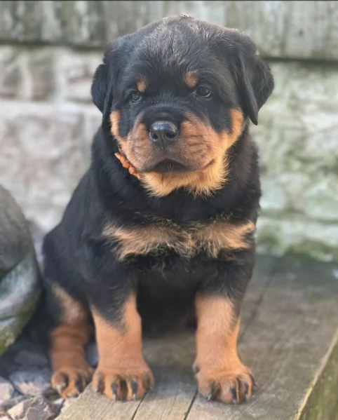 meravigliosi rottweiler per adozione | Foto 3