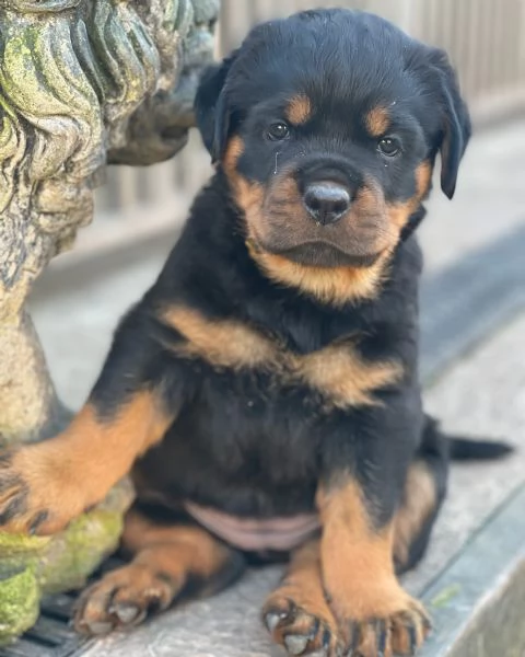 meravigliosi rottweiler per adozione | Foto 2