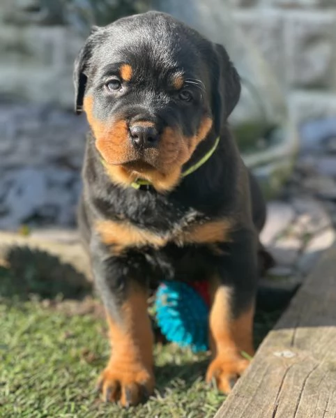 meravigliosi rottweiler per adozione