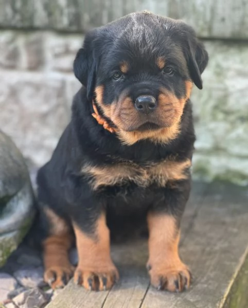 meravigliosi rottweiler per adozione | Foto 1