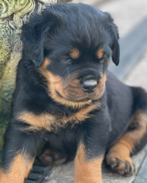 meravigliosi rottweiler per adozione | Foto 0