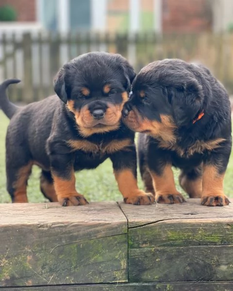 meravigliosi rottweiler per adozione